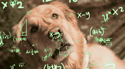 GIF of a confused golden retriever with green math formulars floating through the air